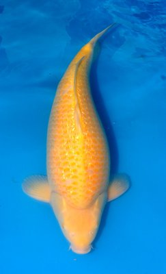 Karashi, Konishi,Akama,55cm, Nisai, m.jpg
