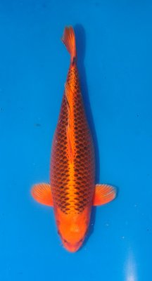 Aka Masuba, w, Ogata,50cm,Nisai.jpg
