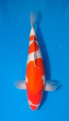 Kohaku, Kuchibeni, Ogata, m, 45cm, Nisai.jpg