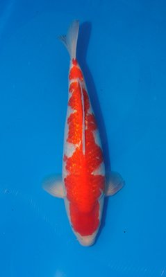 Ginrin Kohaku, w, 45cm, Nisai, Ogata.jpg