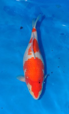 Kohaku, Ogata, 38cm,w,Nisai.jpg