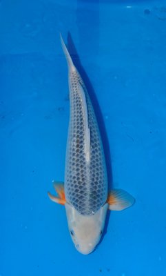 Asagi, Ogata, m, 55cm, Nisai.jpg