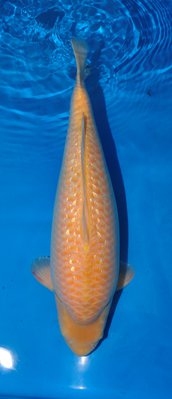 Ginrin Karashi, Konishi, w, 60cm, Nisai.jpg