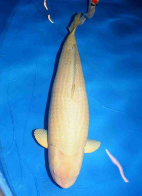 Cagoi_Danny Deschrijver_113cm-8.jpg