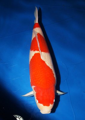 GRAND CHAMPION_Kohaku_84cm_Danny Deschrijver.JPG