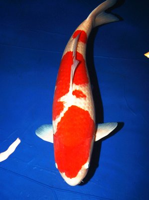 JUMBO_CHAMPION_A_Kohaku_93cm_MaKoi.JPG