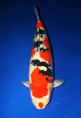 SUPREME CHAMPION_Sanke_Danny Deschrijver_94cm.JPG