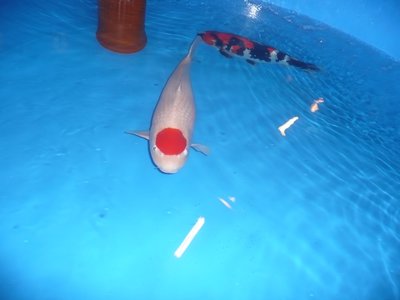 p1080447.jpg