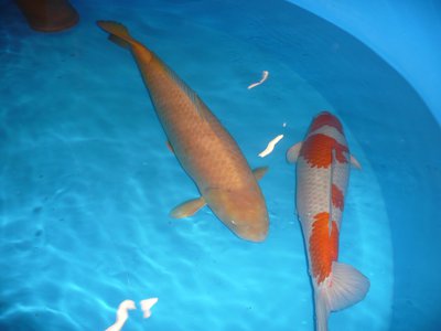 p1080503_1.jpg