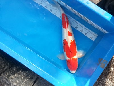 Kohaku b1.jpg