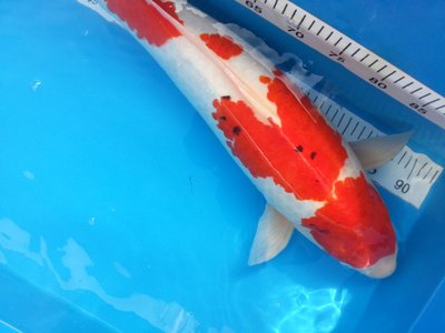 Kohaku b2.jpg