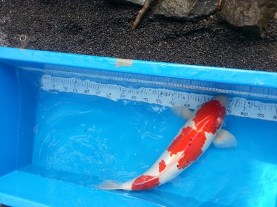 Kohaku b3.jpg