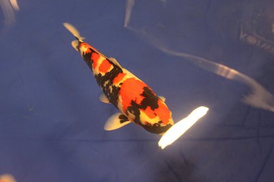 IMG_7966.jpg