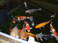 Fische.jpg