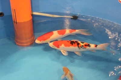 IMG_8020.jpg