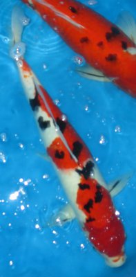 IMG_0535 Sanke 50cm.jpg