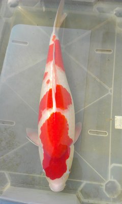 IMAG0192.jpg