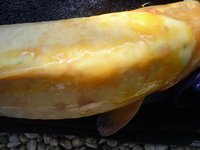 Compressed_0004.jpg