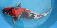 showa11-2010.jpg