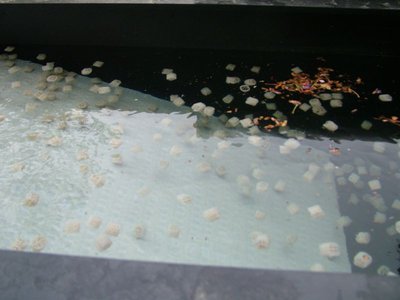 DSCF5405.JPG