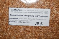 Gammarus.jpg