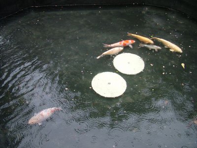 DSCF5517.JPG