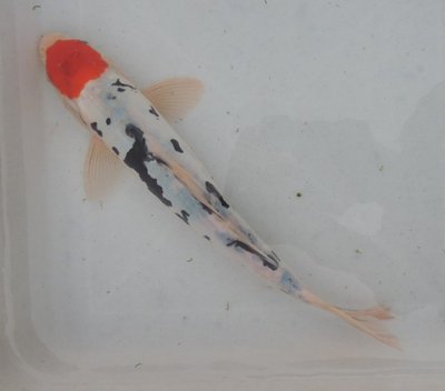 Doitsu Tancho Showa, Tosai, male.jpg