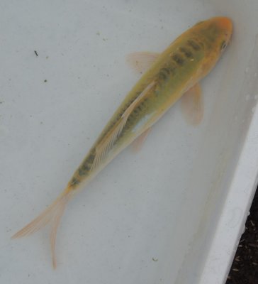 Midori, Tosai, male.jpg