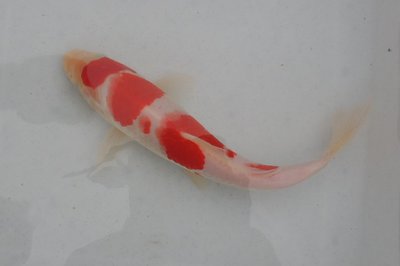 Kohaku, Tosai, male.jpg