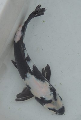 Shiro Utsuri, Tosai, female.jpg