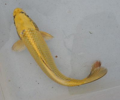 Mukashi Ogon, Tosai, female.jpg