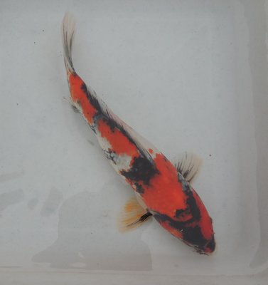 Showa, Tosai, female.jpg