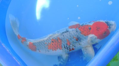 Goshiki, 4 J., 51 cm, female.JPG