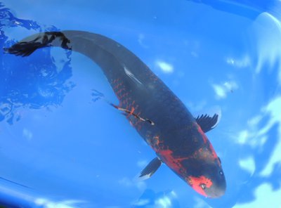 Goshiki, 5 J., 59 cm, female.jpg