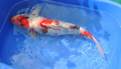 Ginrin Showa, 5 J., 59 cm, male.jpg