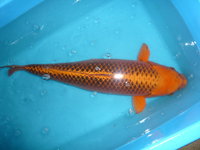 matsuba2009.jpg