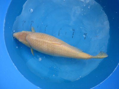tn_Karashi 60 cm.jpg