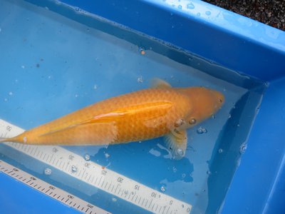 tn_Karashi 63 cm.jpg