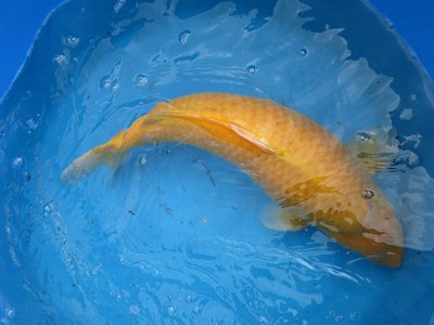 tn_Karashi 63 cm 2.jpg