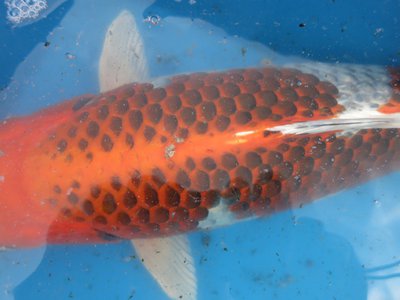 tn_Kujaku 50 cm.jpg