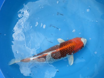tn_Kujaku 50 cm 2.jpg