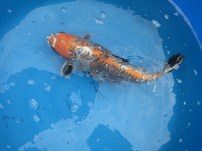 tn_Beni kikokuryo 47 cm.jpg