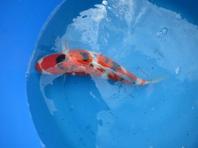 tn_Sanke 50 cm.jpg