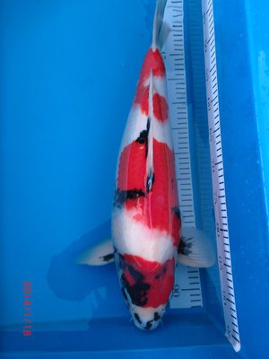 Showa - Conias - Nisai - 57cm - 18.01.2014 - 01.jpg