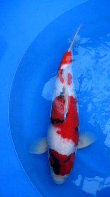 Showa - Conias - Nisai - 50cm - 01.jpg