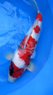 Showa - Conias - Nisai - 50cm - 02.jpg