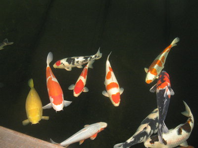 Teichbilder 2014 005.JPG