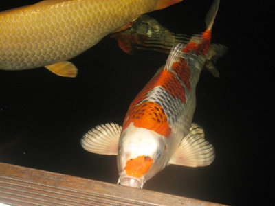 kois 2014 025.JPG