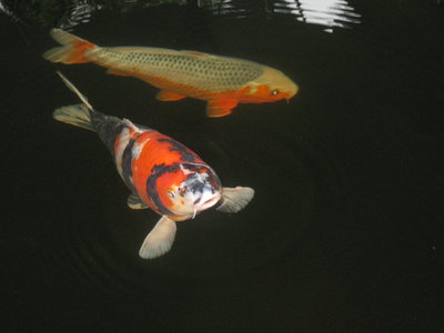kois 2014 034.JPG