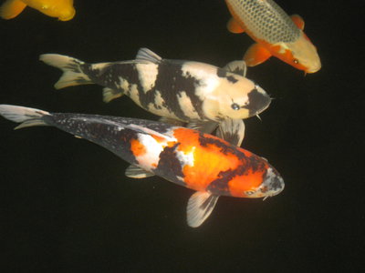 kois 2014 041.JPG